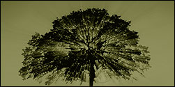 Photo of a tree silhouette